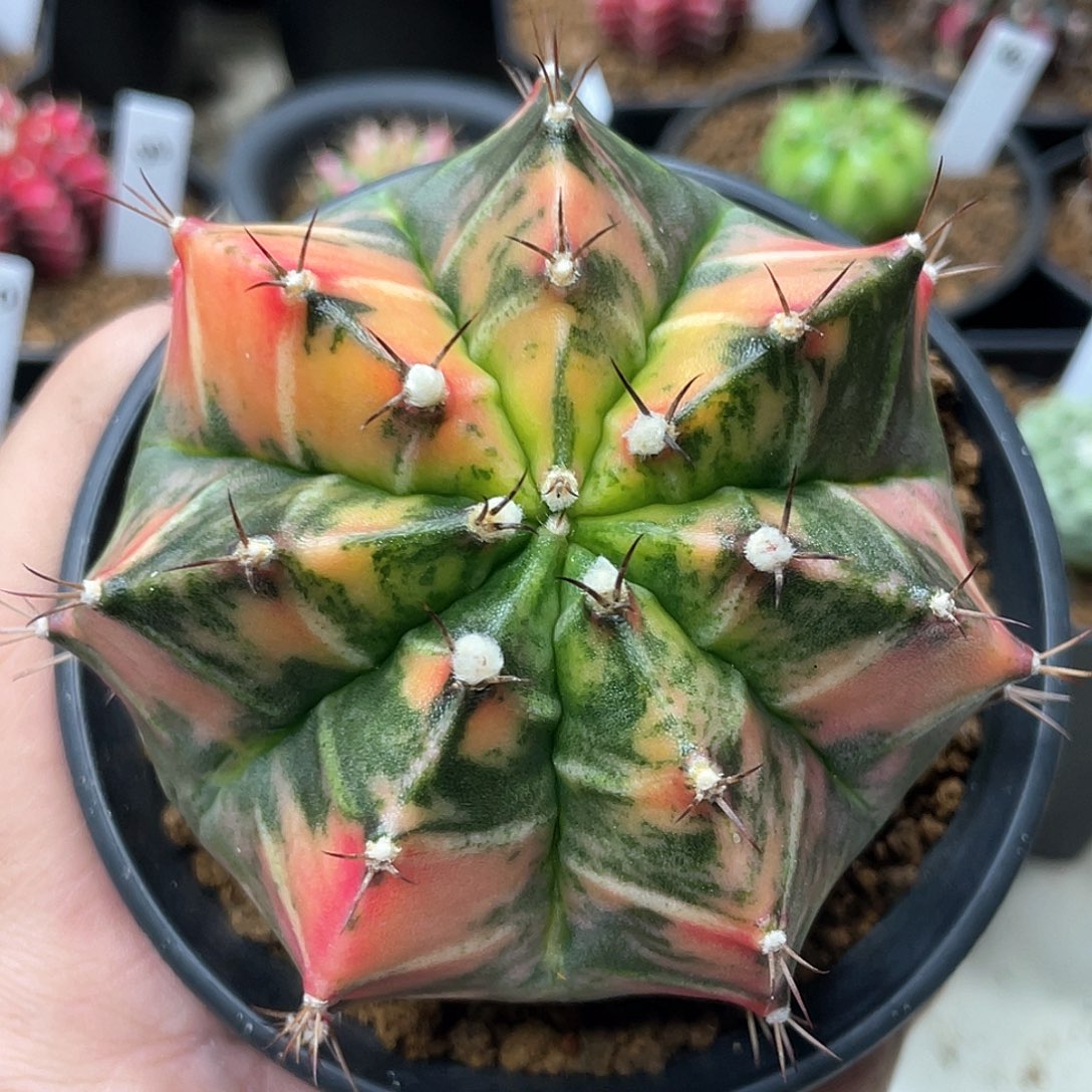 泰系实生根，花斑米哈锦