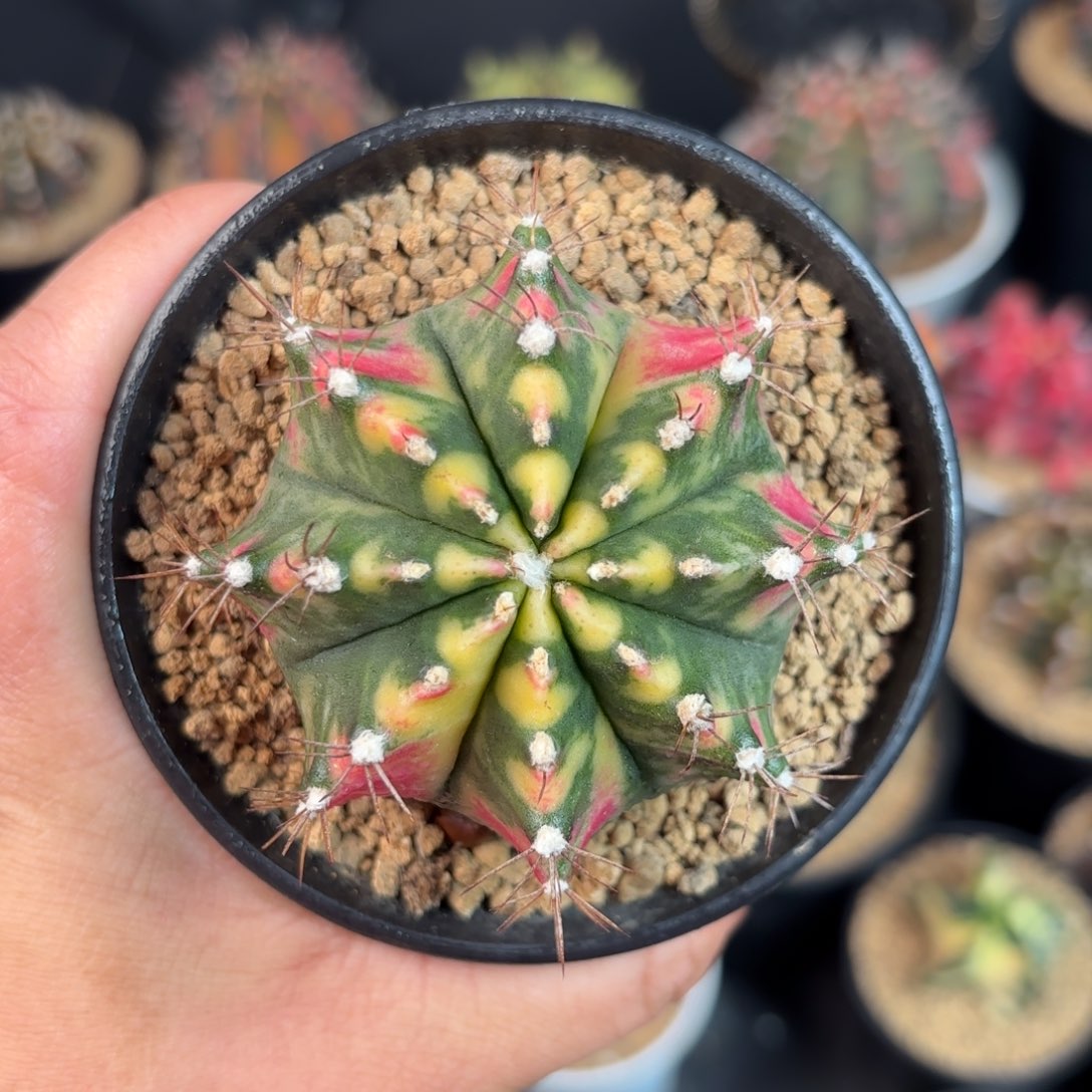 泰系米哈实生福利仙人球19号