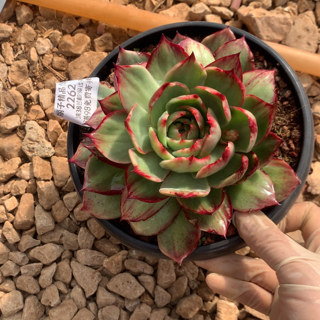 2262号多肉植物惊鸿14厘米