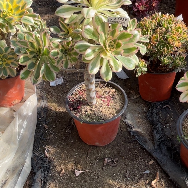 199号燕姿锦多肉