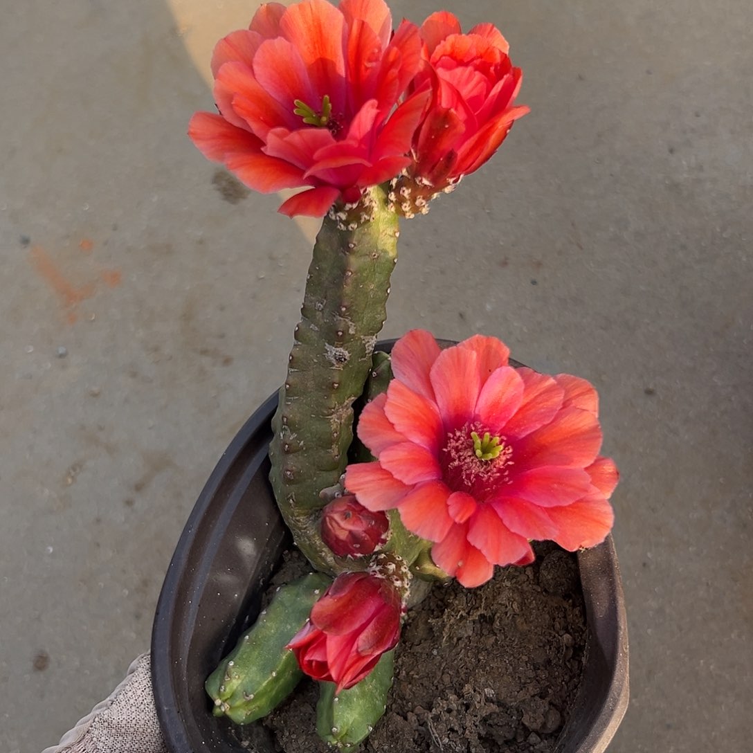 水仙情郎父母哦营养液中央音乐学院