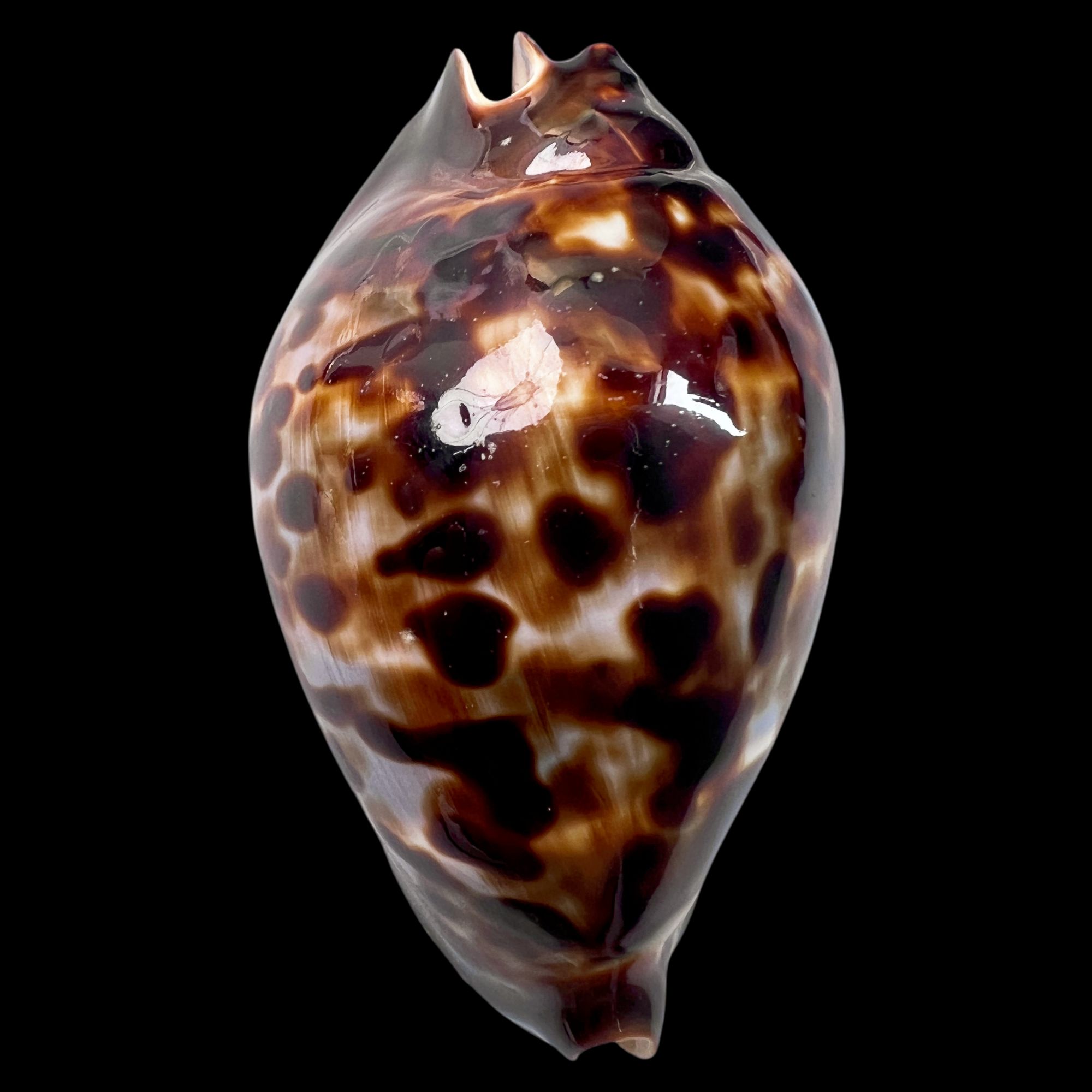 【富人帝宝螺】61.3mm （名贝）产地：西澳 贝壳B8