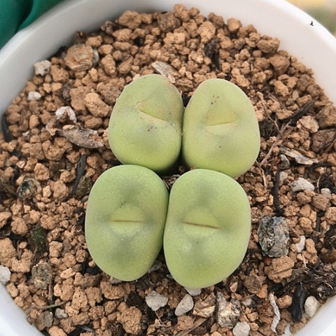 多肉肉锥 空卡佛