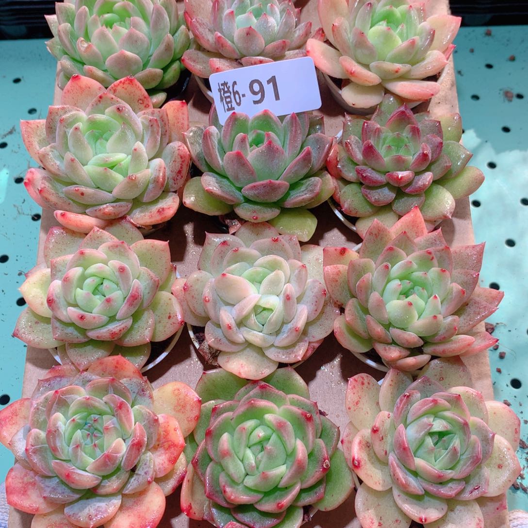 6-91一物一拍多肉带盆18颗