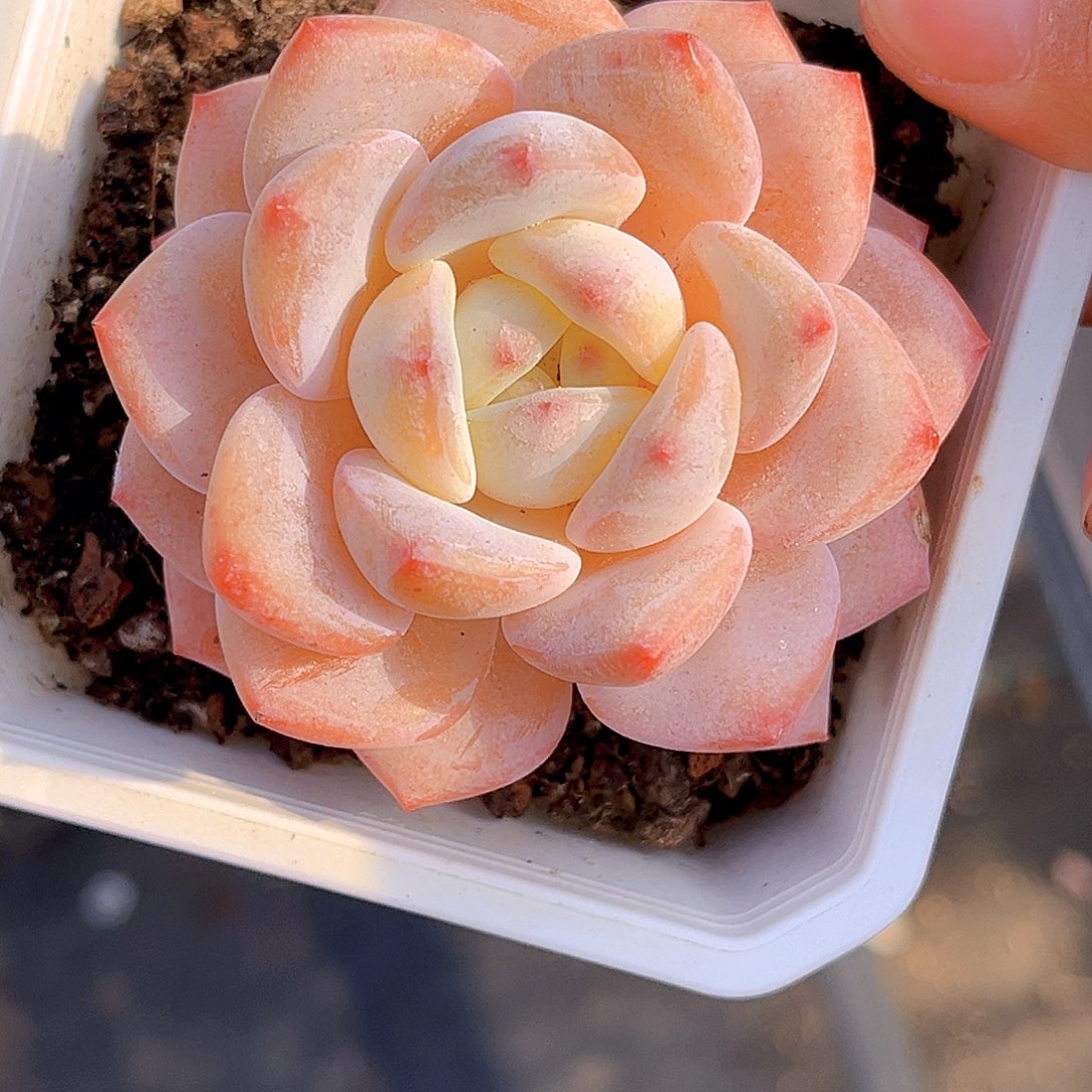 935 放漏 新品珍妮 满18包邮