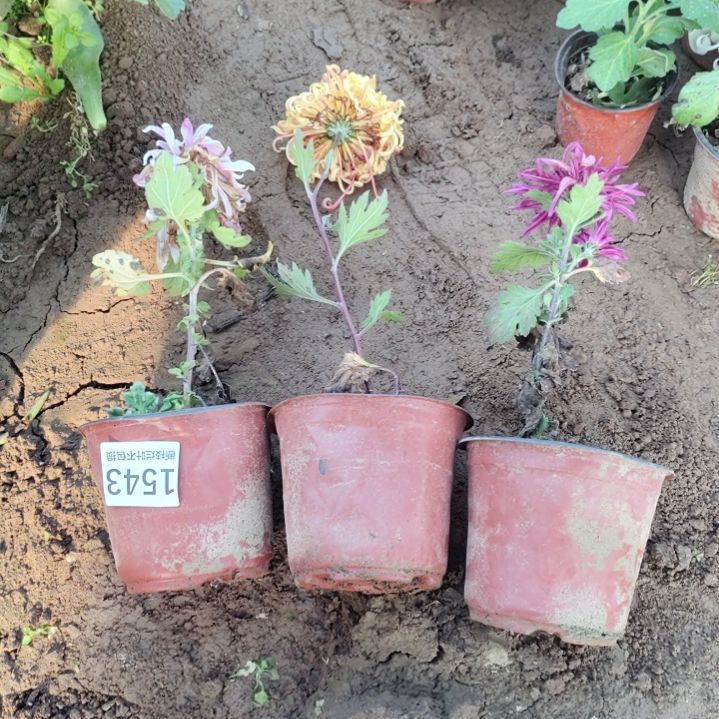 完全开放老根土球发货不包损1543