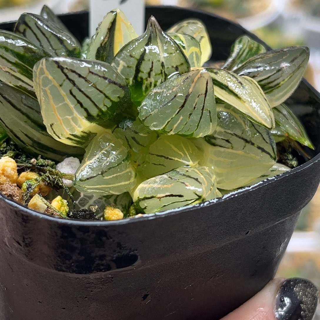 33双头西瓜寿锦福利专场