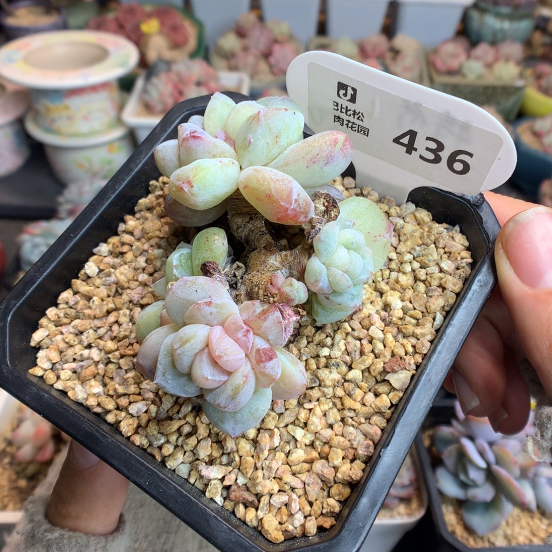 436冰玉石化异色多肉植物