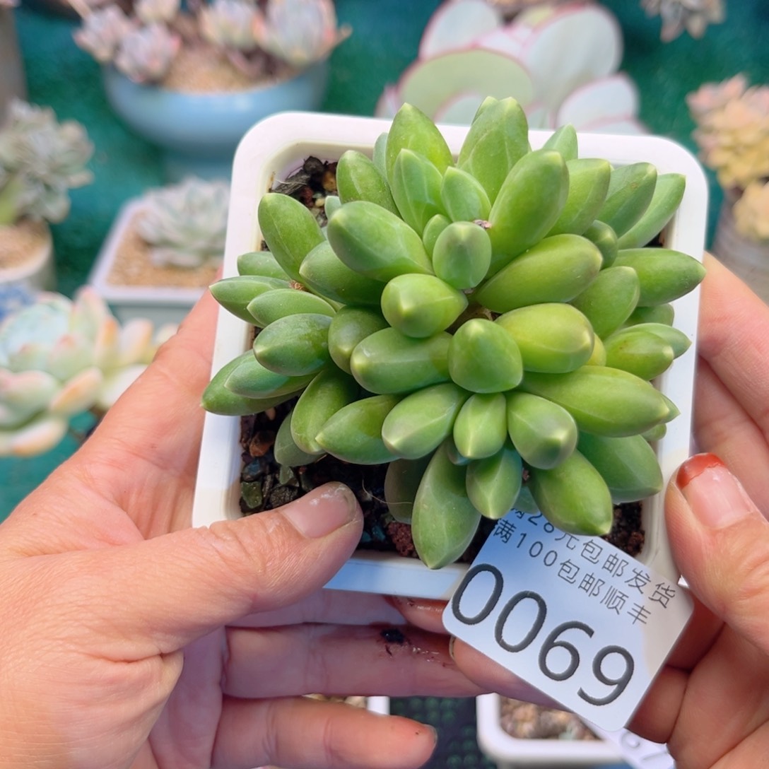 大0069、v x b c b b b n