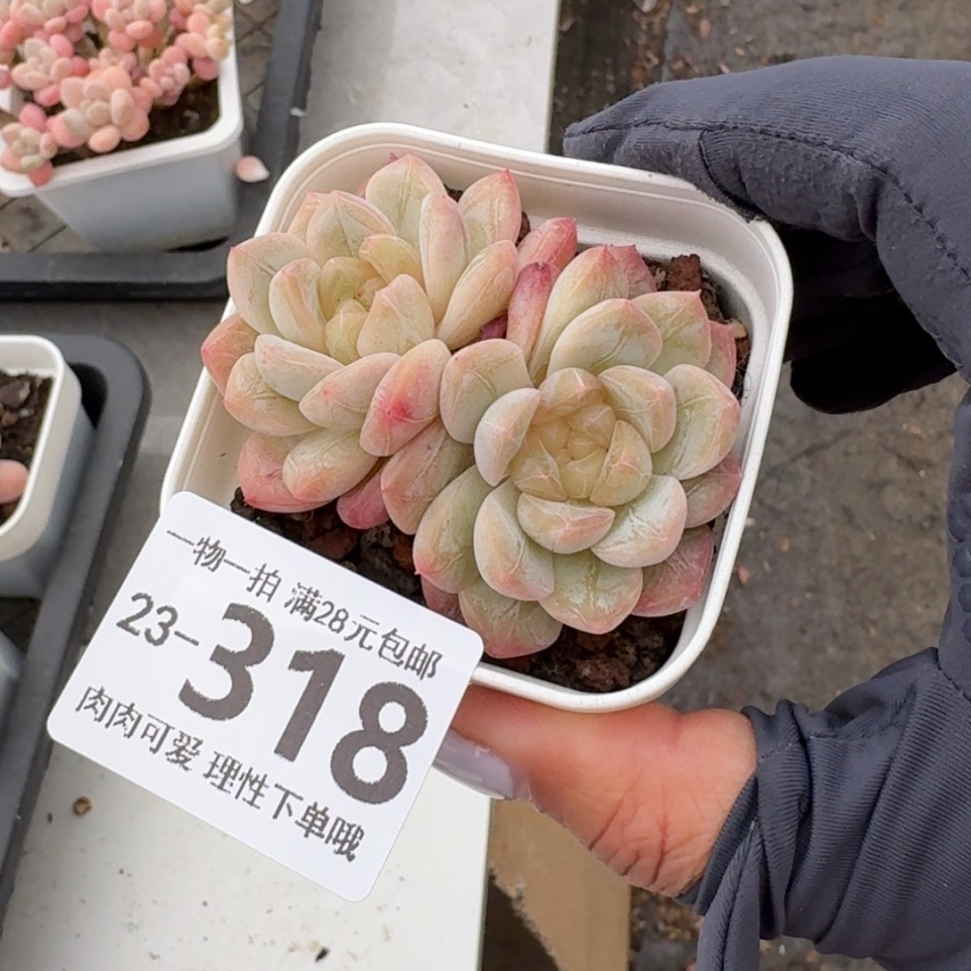 优选珍妮无盆土发货无盆