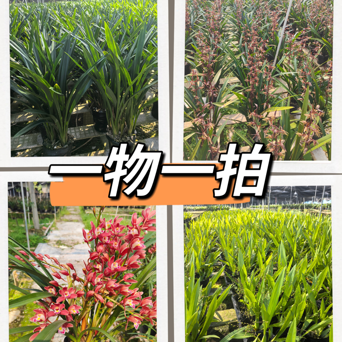 兰花基地直供所见所得，企黑墨兰，红宝石，红双喜，一物一拍