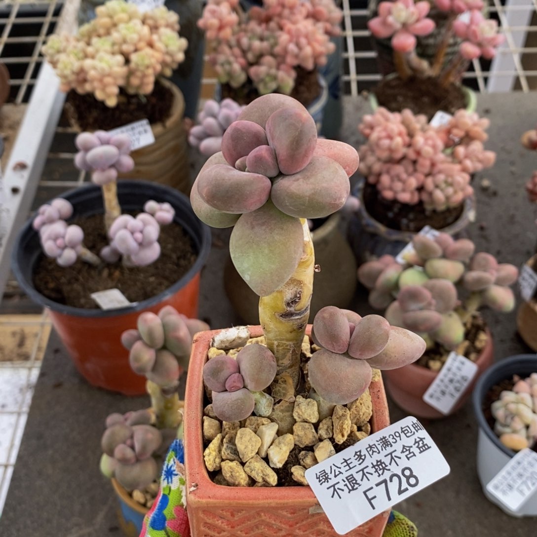 芒果奶酪728/5c m