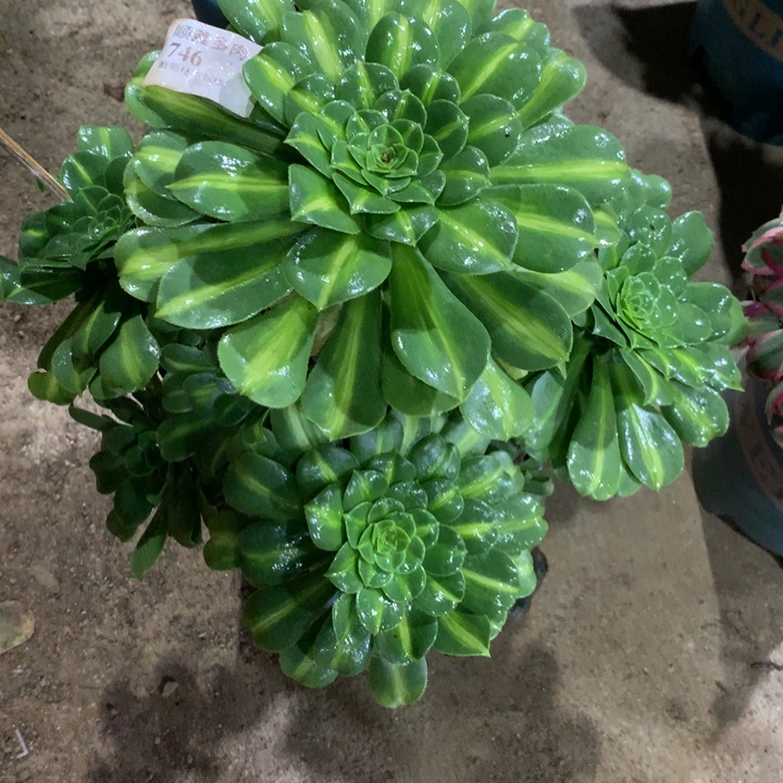 746翡翠琉璃多肉植物特价