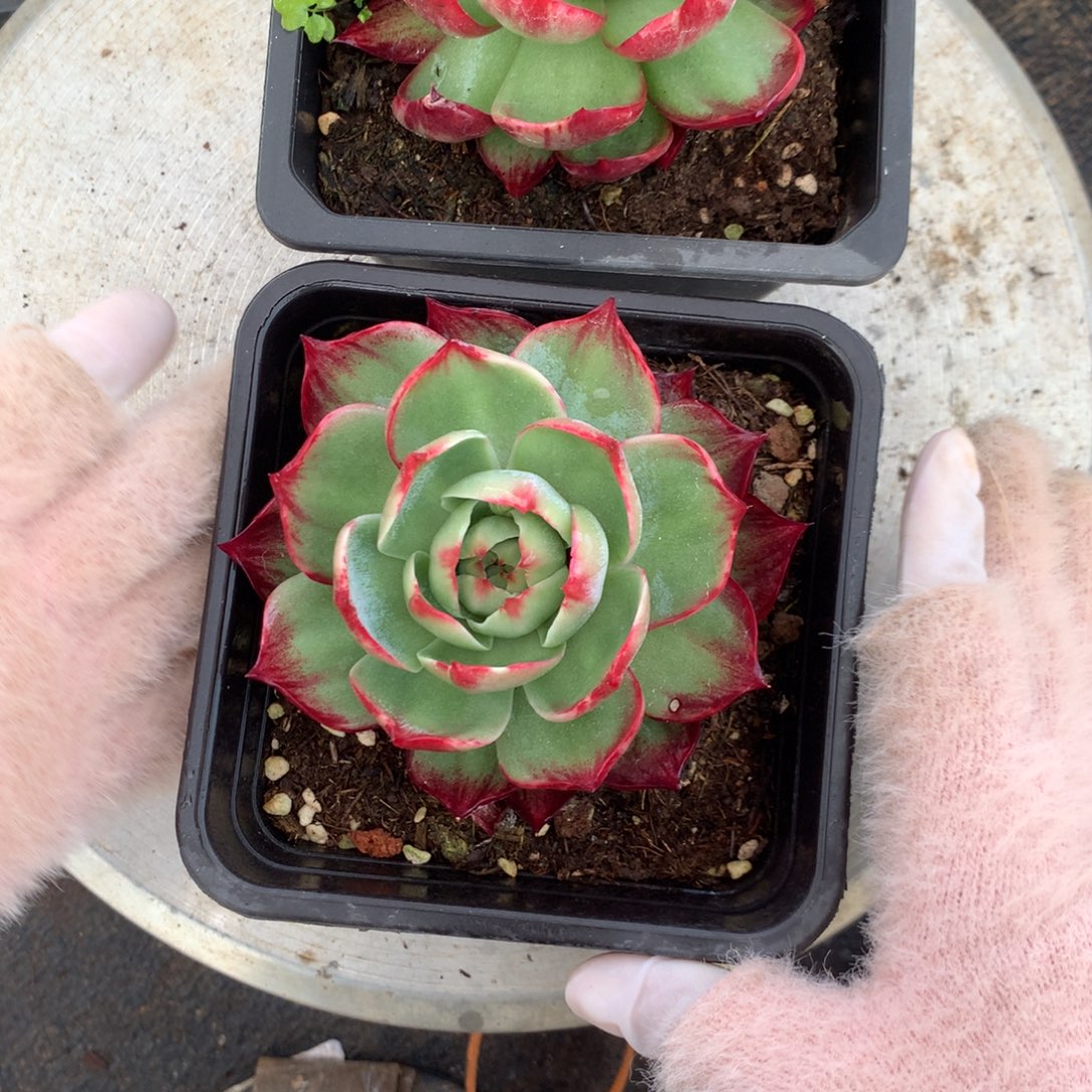 3470一物一拍2颗10厘米