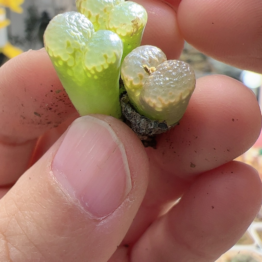 【闪购商品】48 全窗泡泡勋章