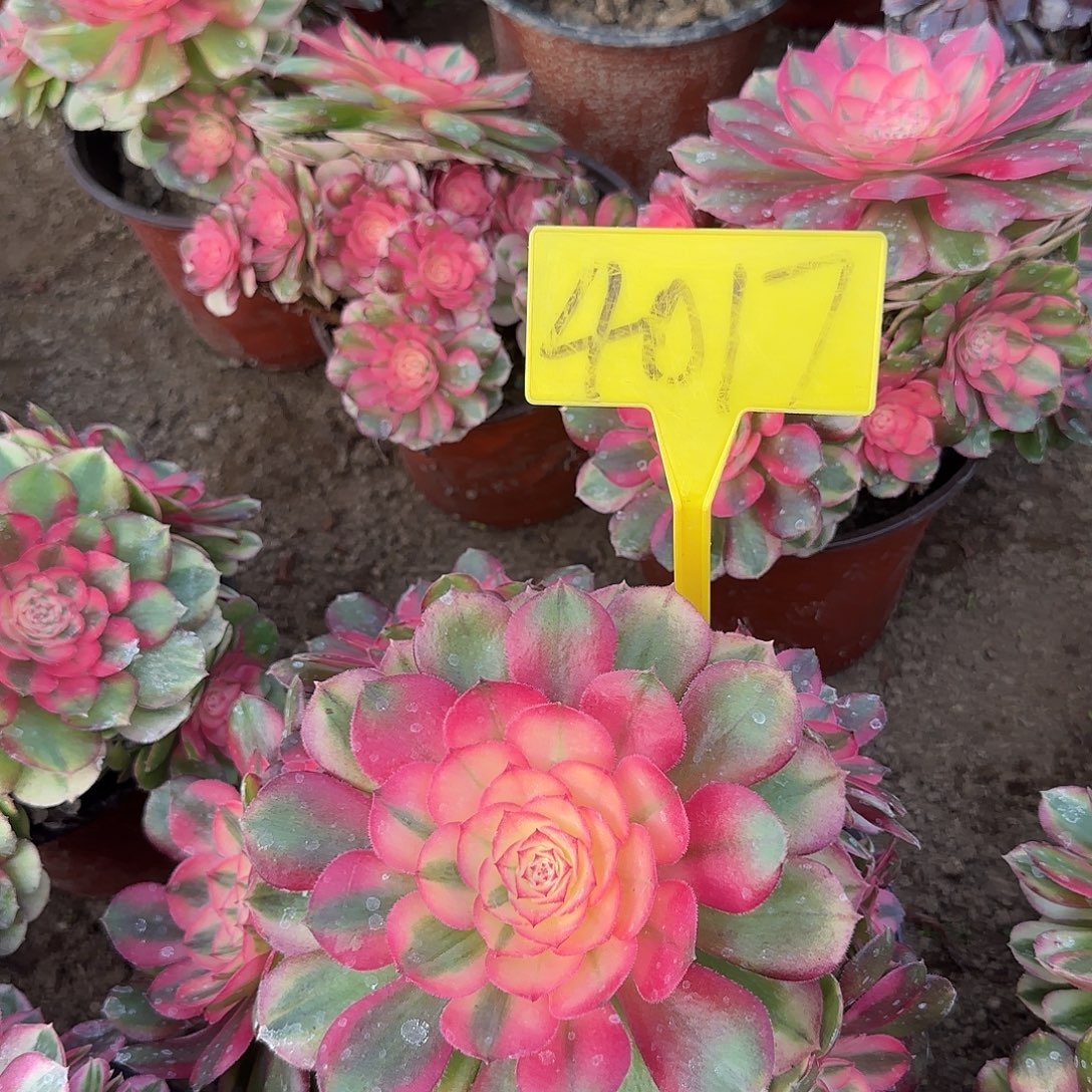 凭***94017---荔枝多头多肉有说断枝