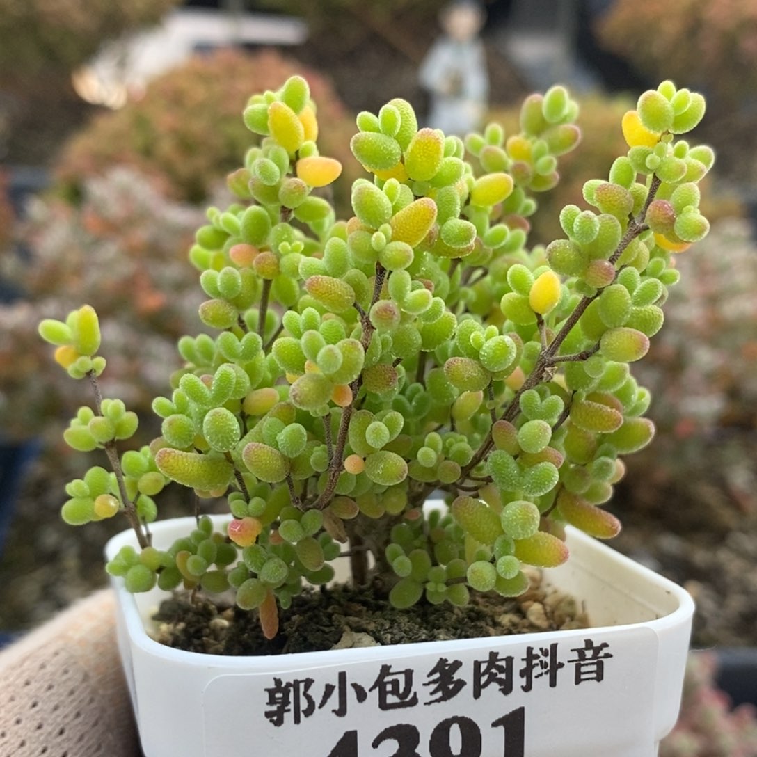 蜜橘糖球4391枝干番杏