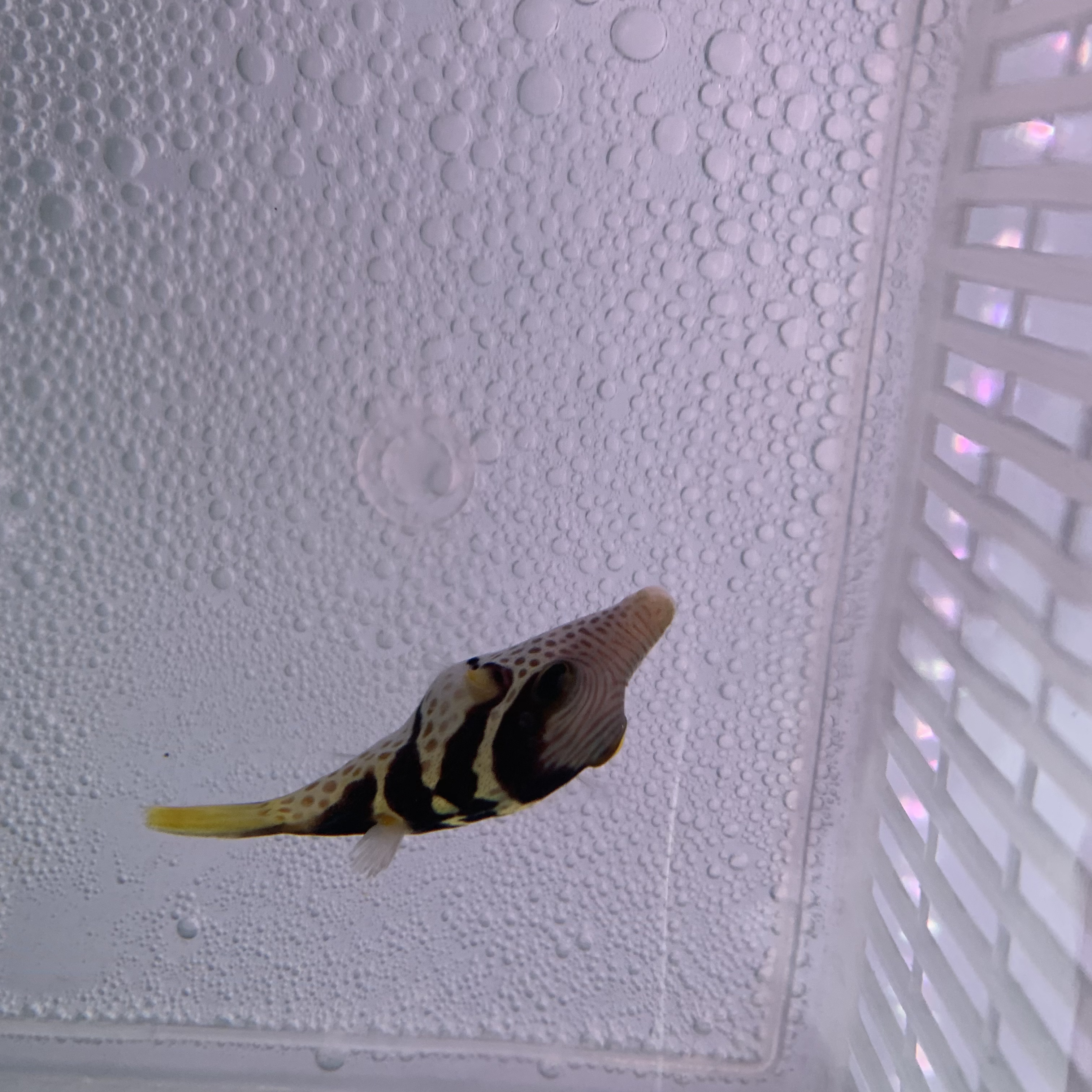 日本婆观赏鱼好养耐活