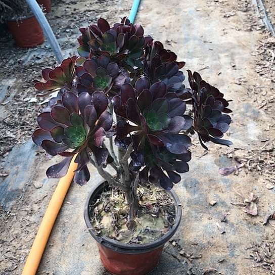 平***真圆叶玫瑰00000000020