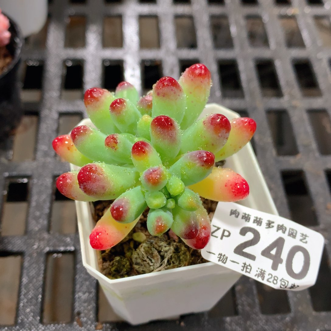 肉萌萌拇指盆精控多肉ZP240