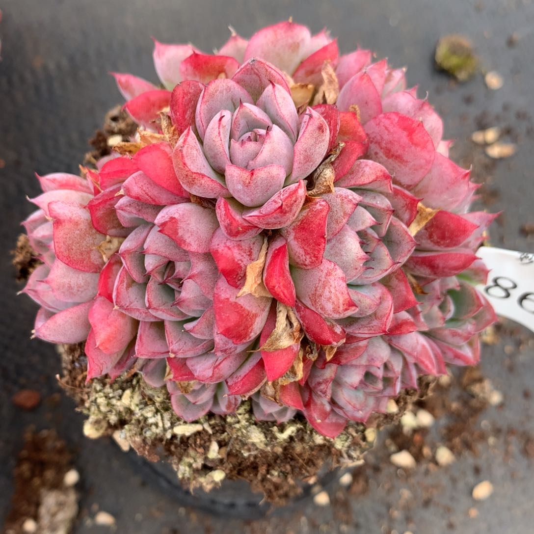 863杂交多肉9厘米