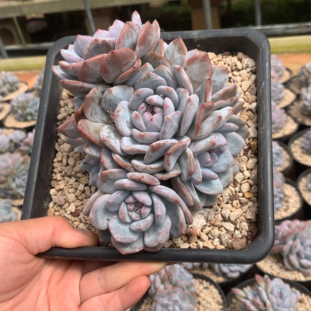 无花朵哈哈哈哈哈哈哈哈哈28