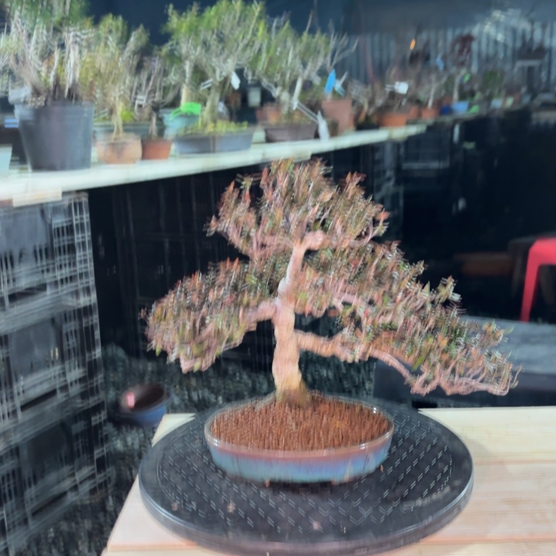 ****全场盆景迎客缩缅葛包邮
