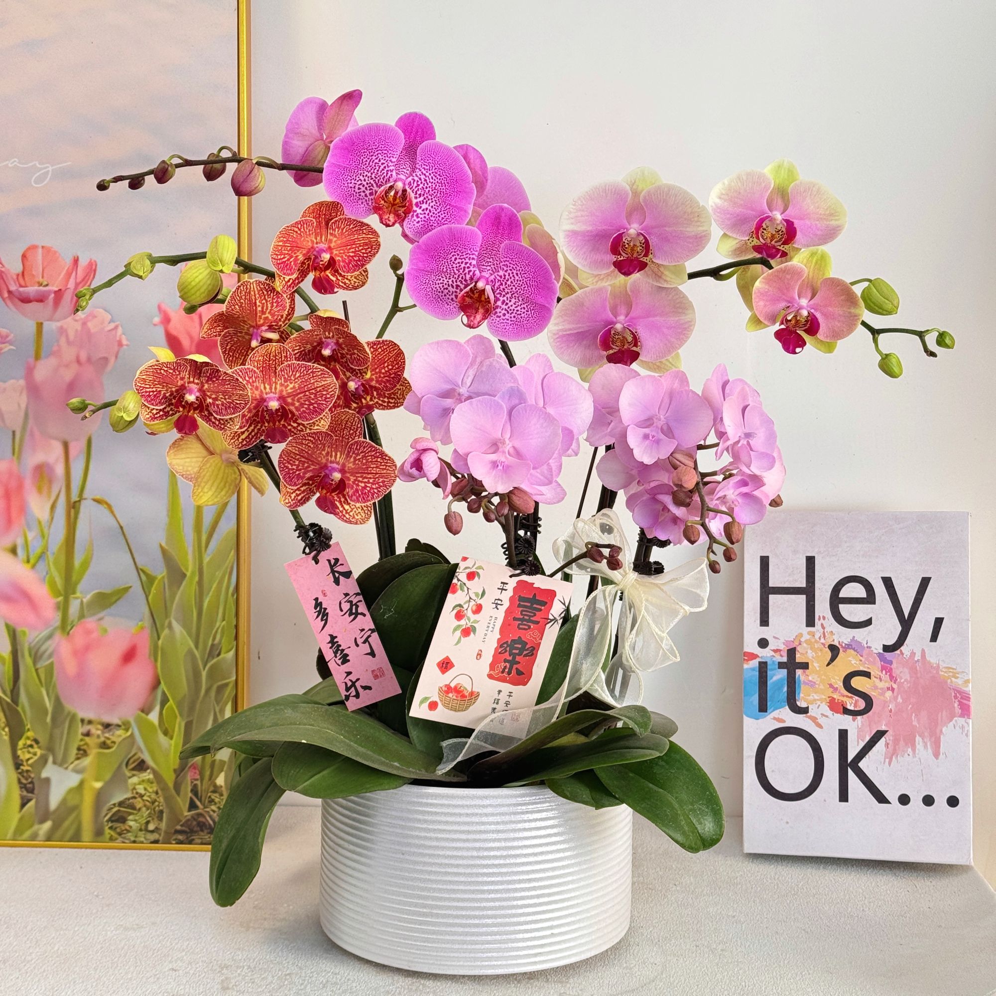 妗画【全家福】室内蝴蝶兰花盆栽  年宵花  懒人绿植  送人送礼