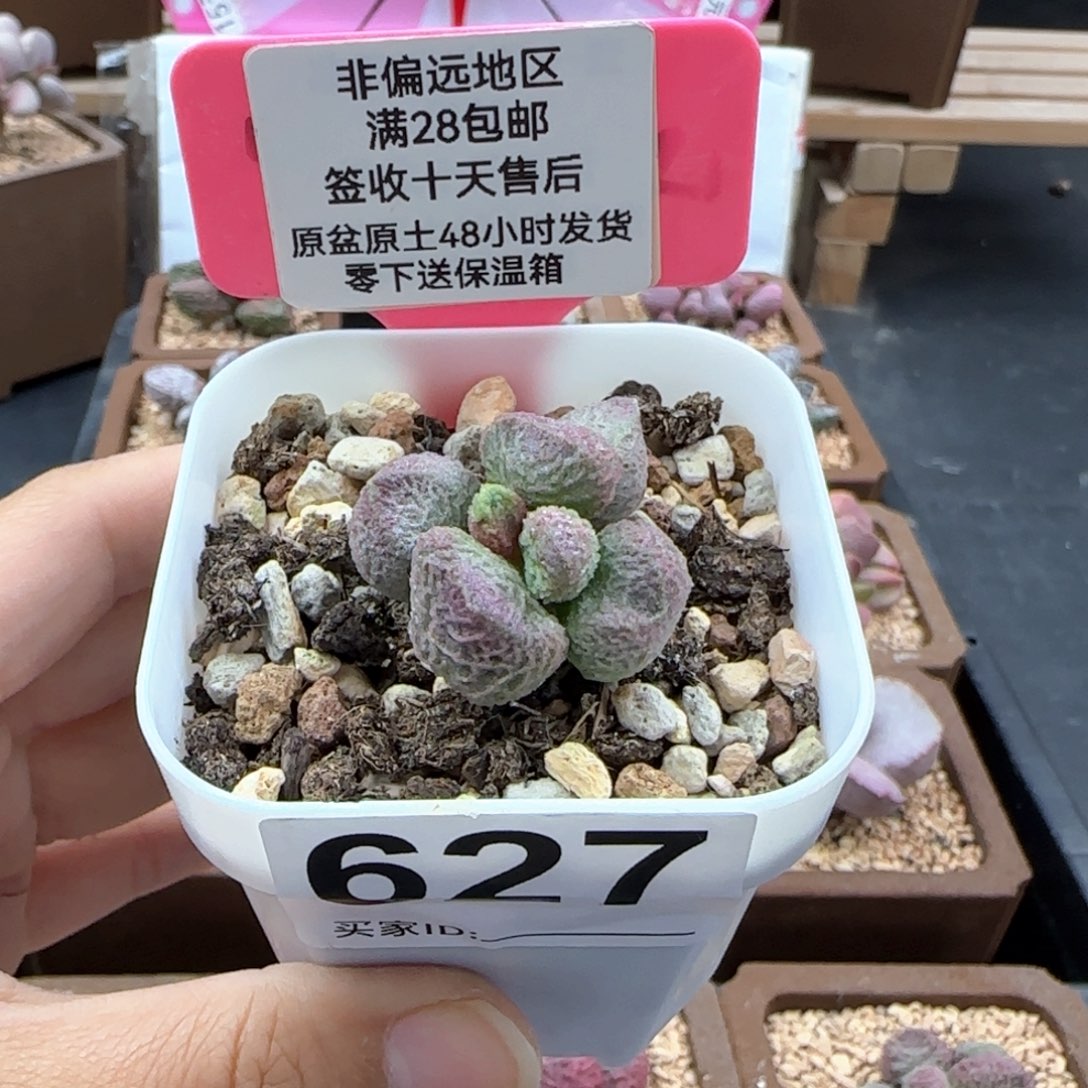 怒****?627巨猪宝多肉植物