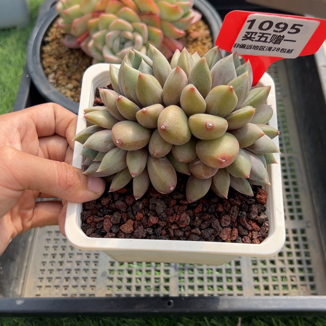 表妹精品多肉大1095.