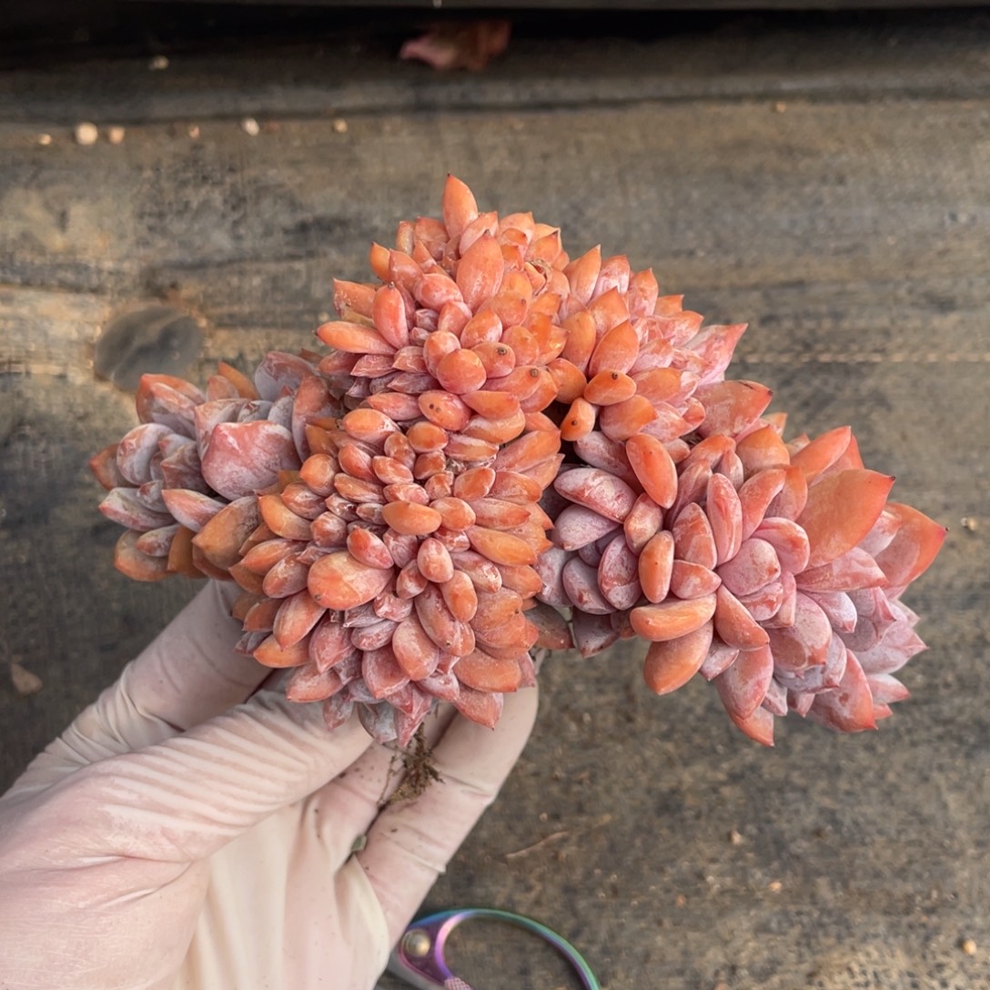 向****多肉植物一物一拍