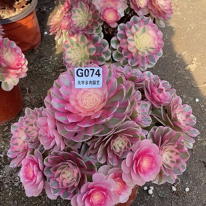 涛***a多肉植物倾城076。074