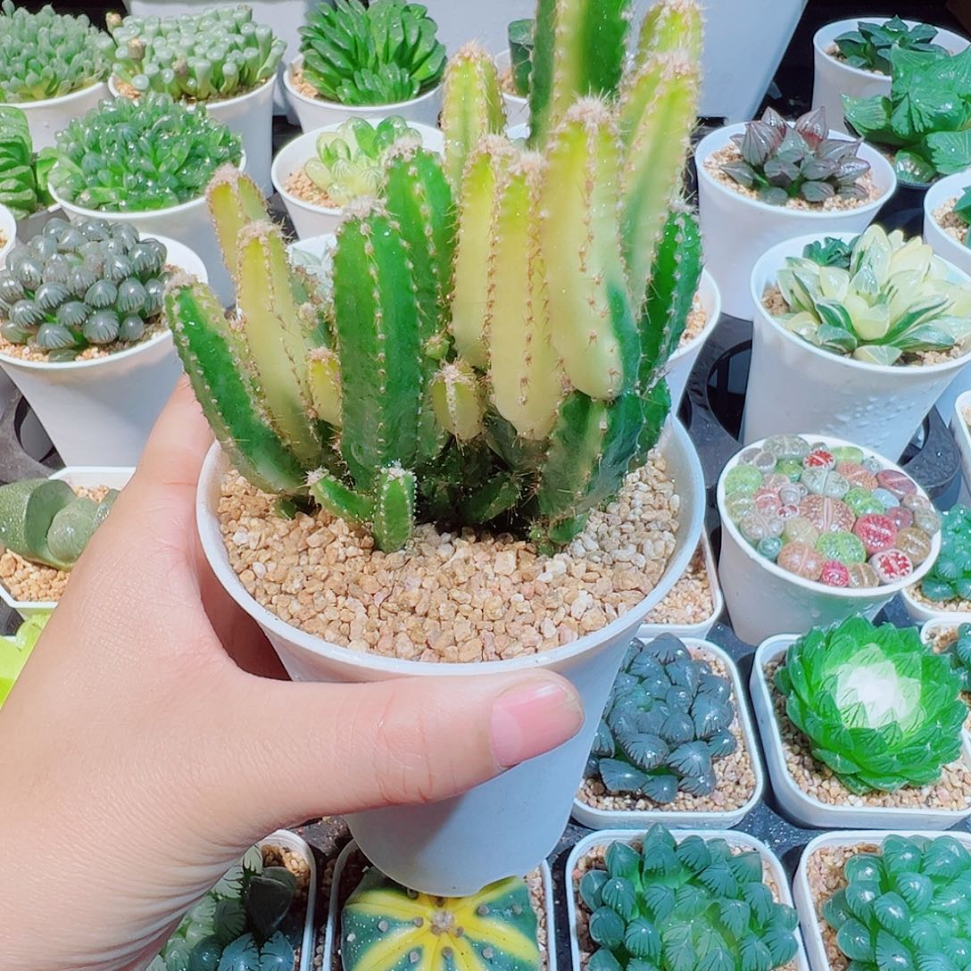 万重山锦仙人掌多肉