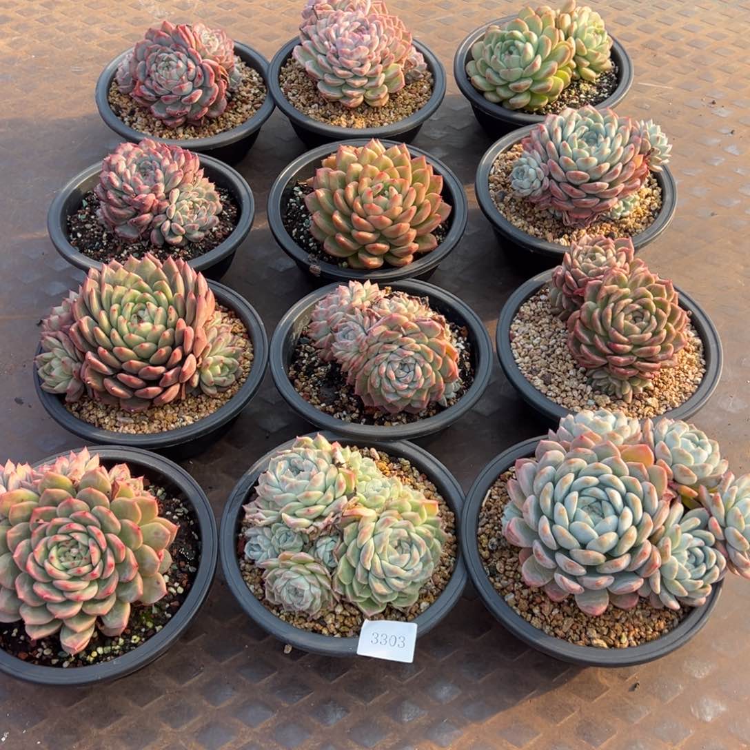 ?****园3303一筐12棵肉肉肉肉肉肉