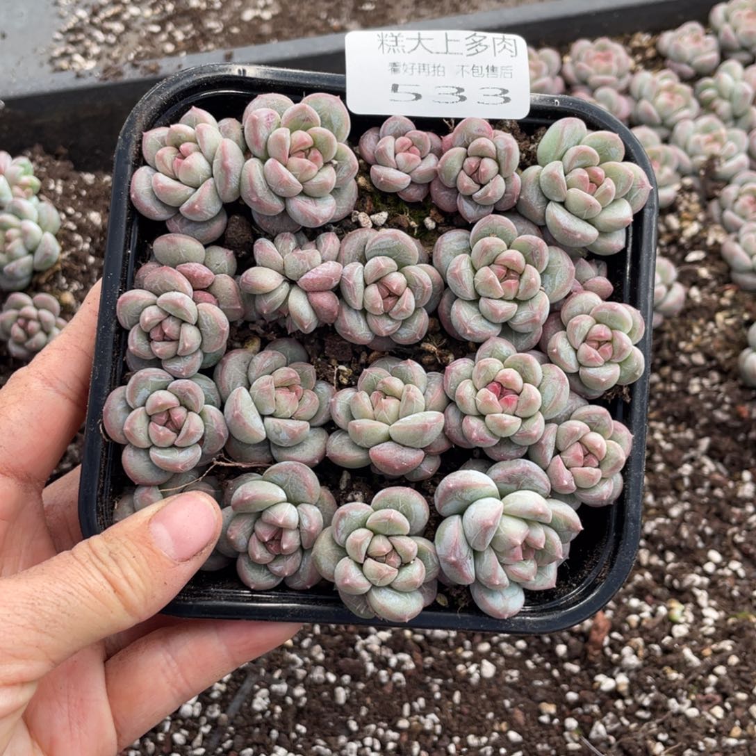 糕大上多肉植物533