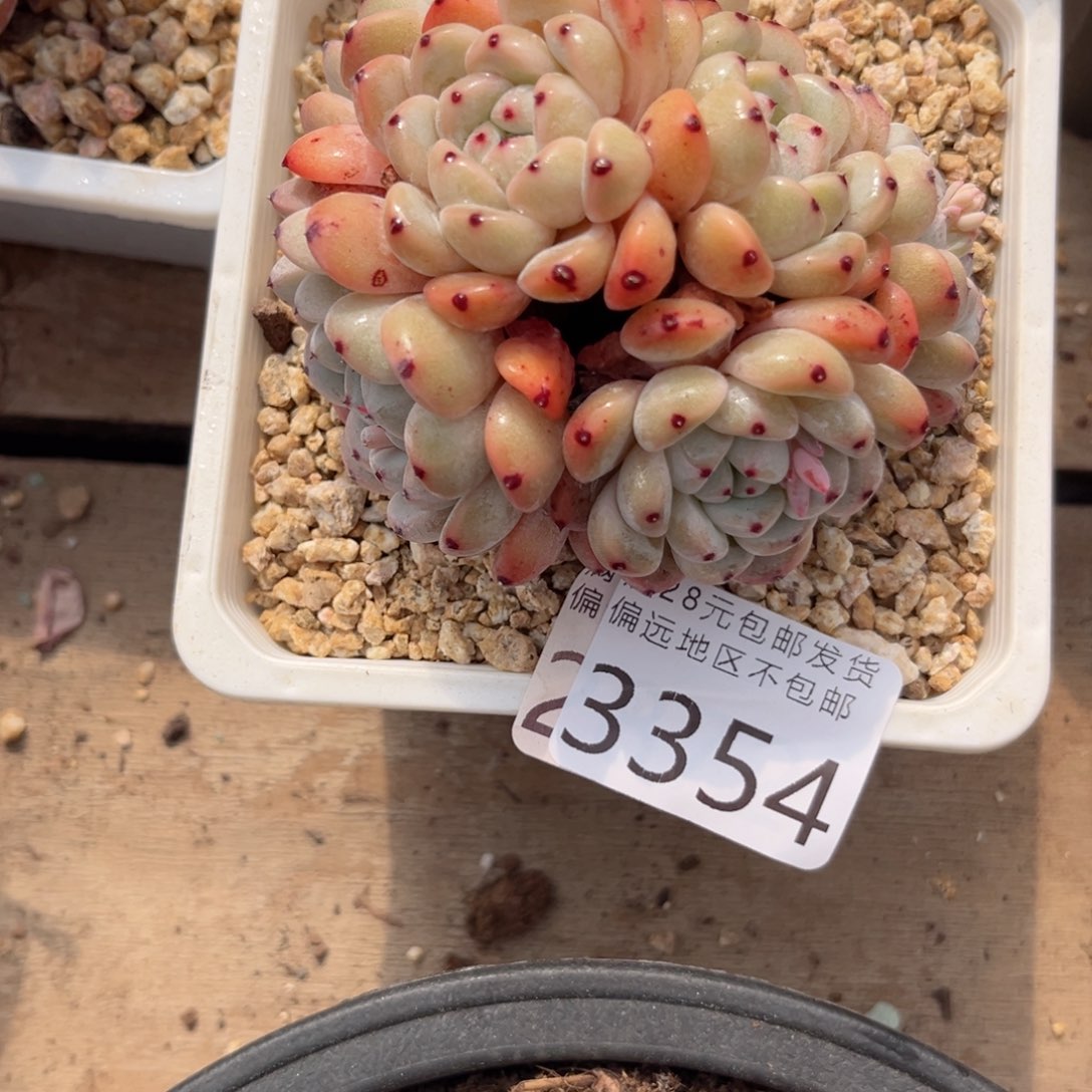 大3354，v xv xv v b n