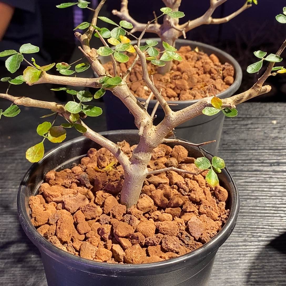 噗***‍波叶没药实生一个