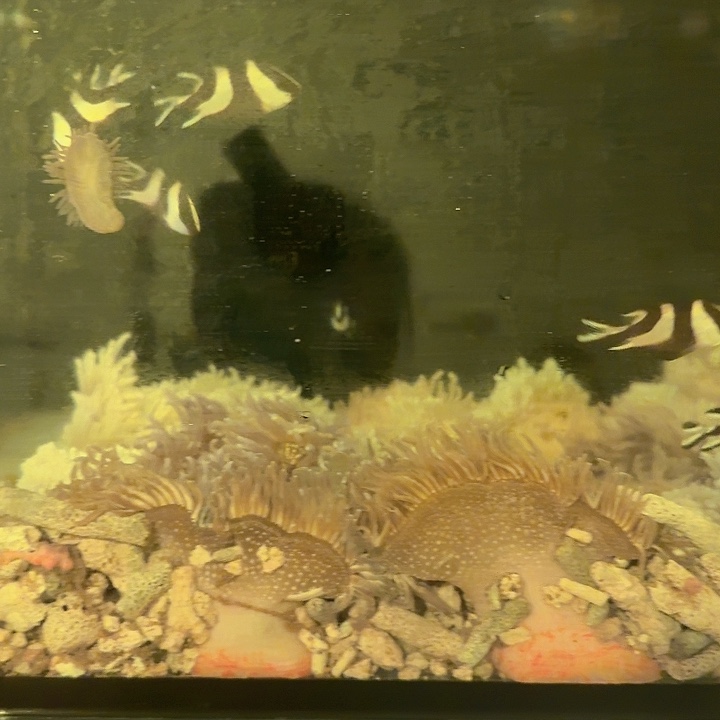 民***仔纽扣珊瑚船文迪鲷3条