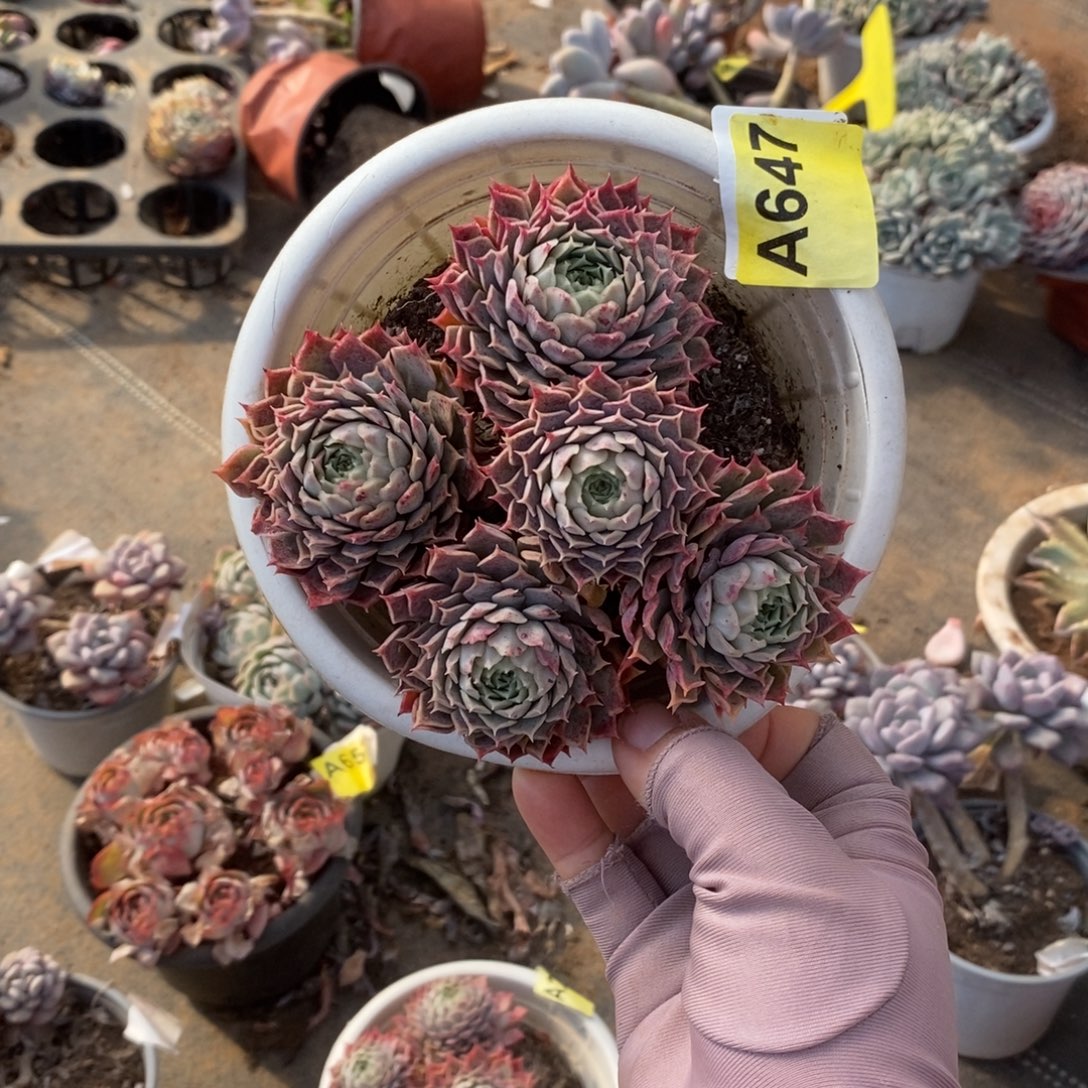 647朱砂痣一物一拍