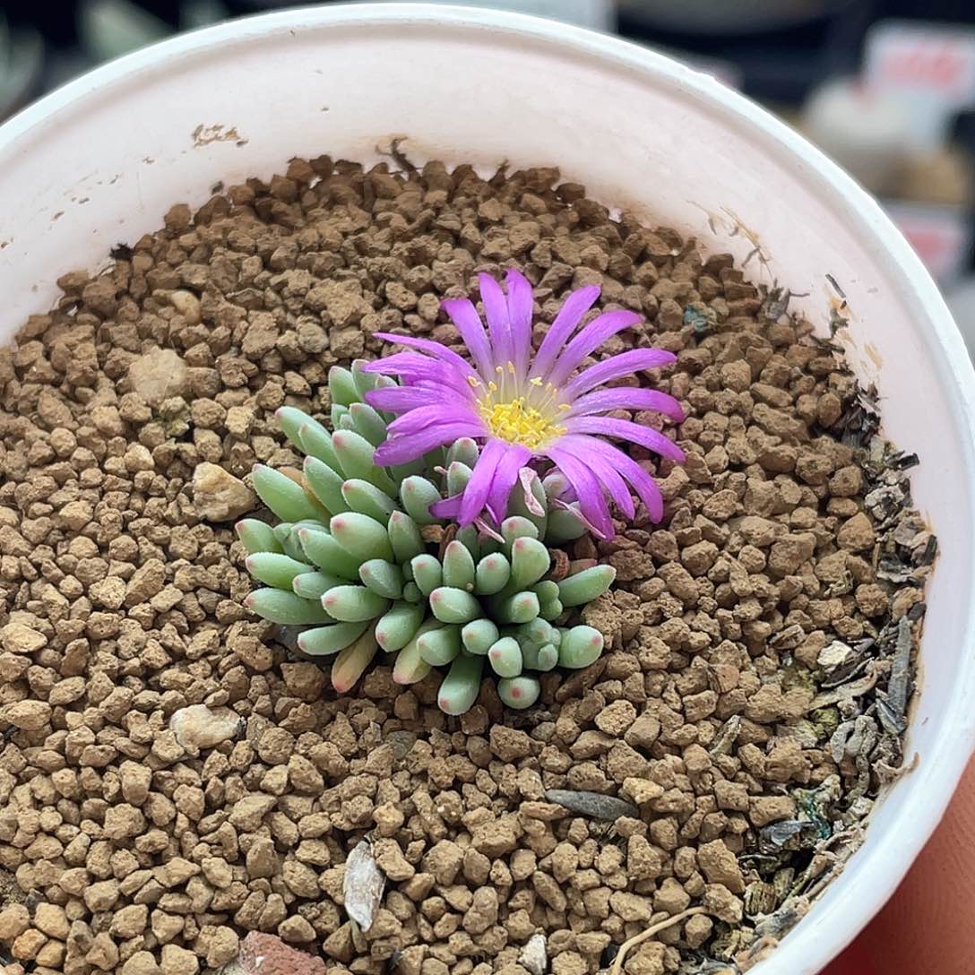 葵珊瑚妖精森林番杏仙人球