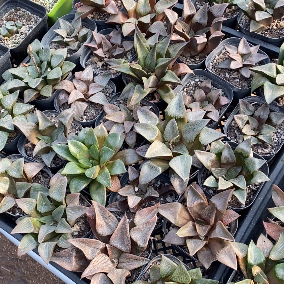 3021 一盆实生大寿 元旦整点福利