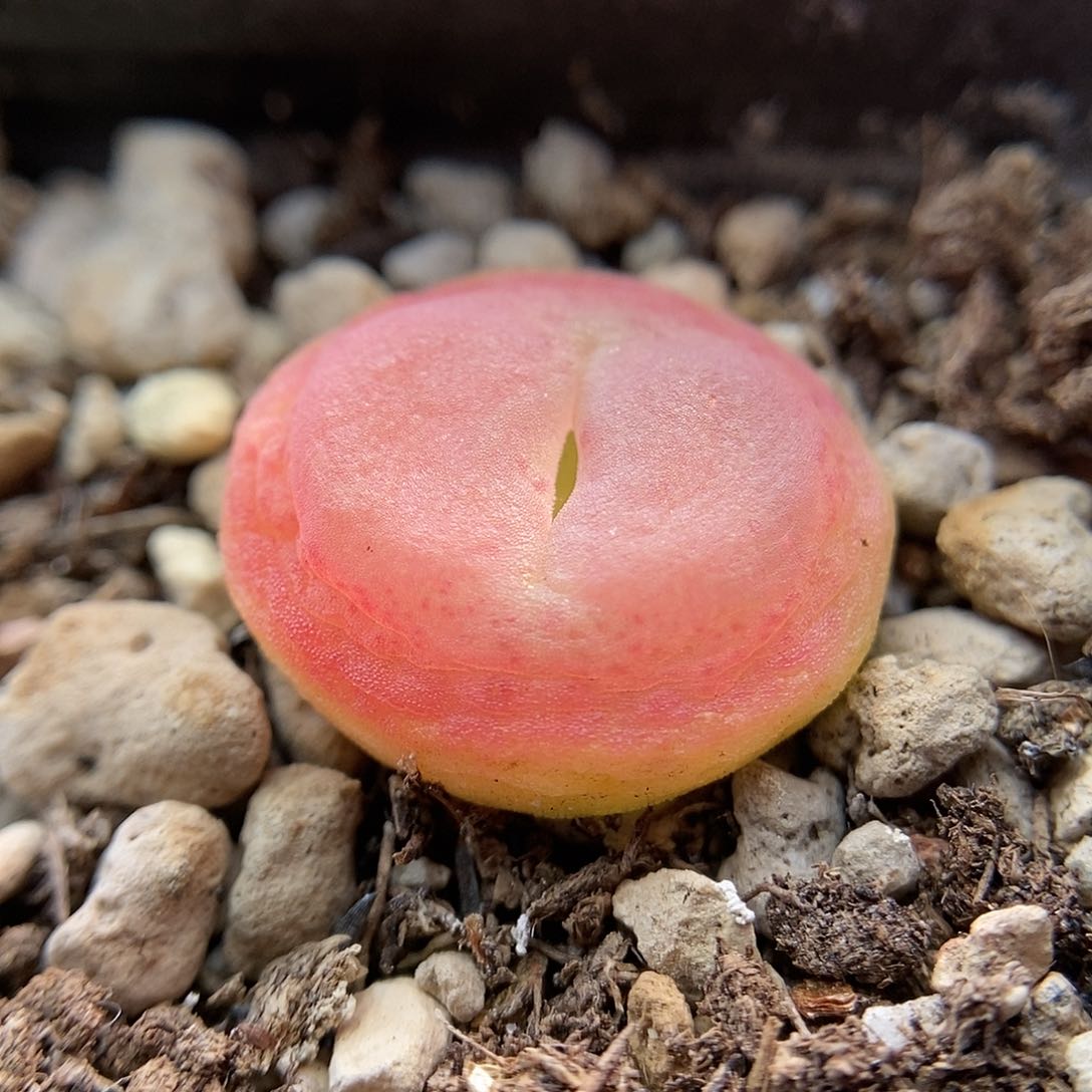 拉登一颗4年1.8包邮