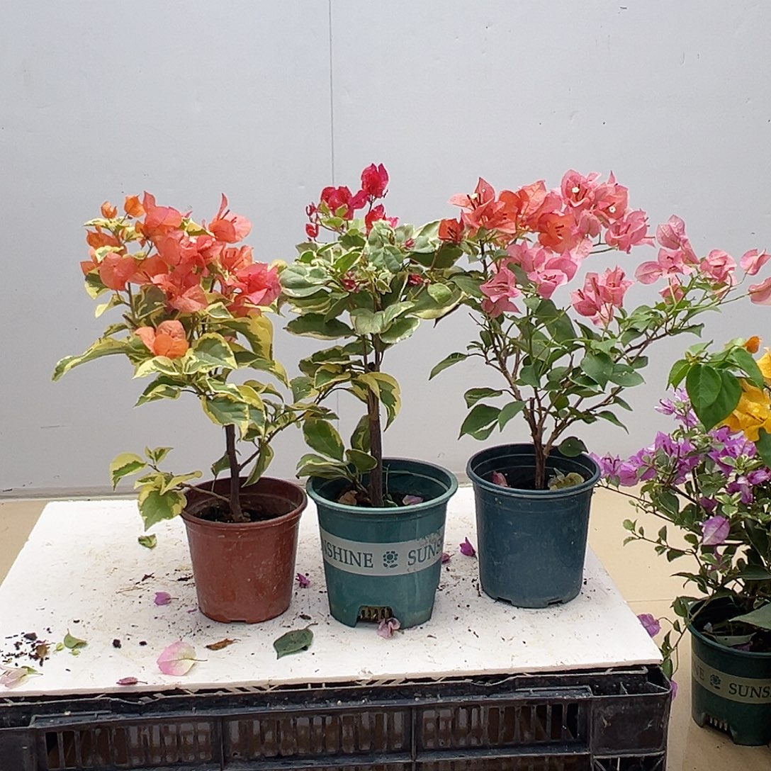 大部分花苞少量开放橙冰，孟加拉红，不甜西瓜组合