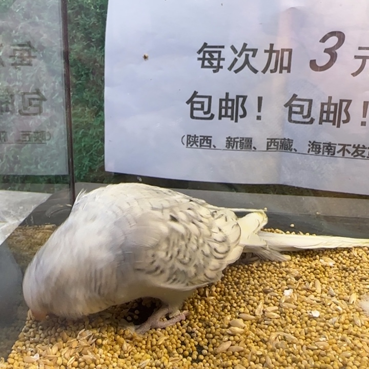 虎皮鹦鹉大头虎皮鹦鹉