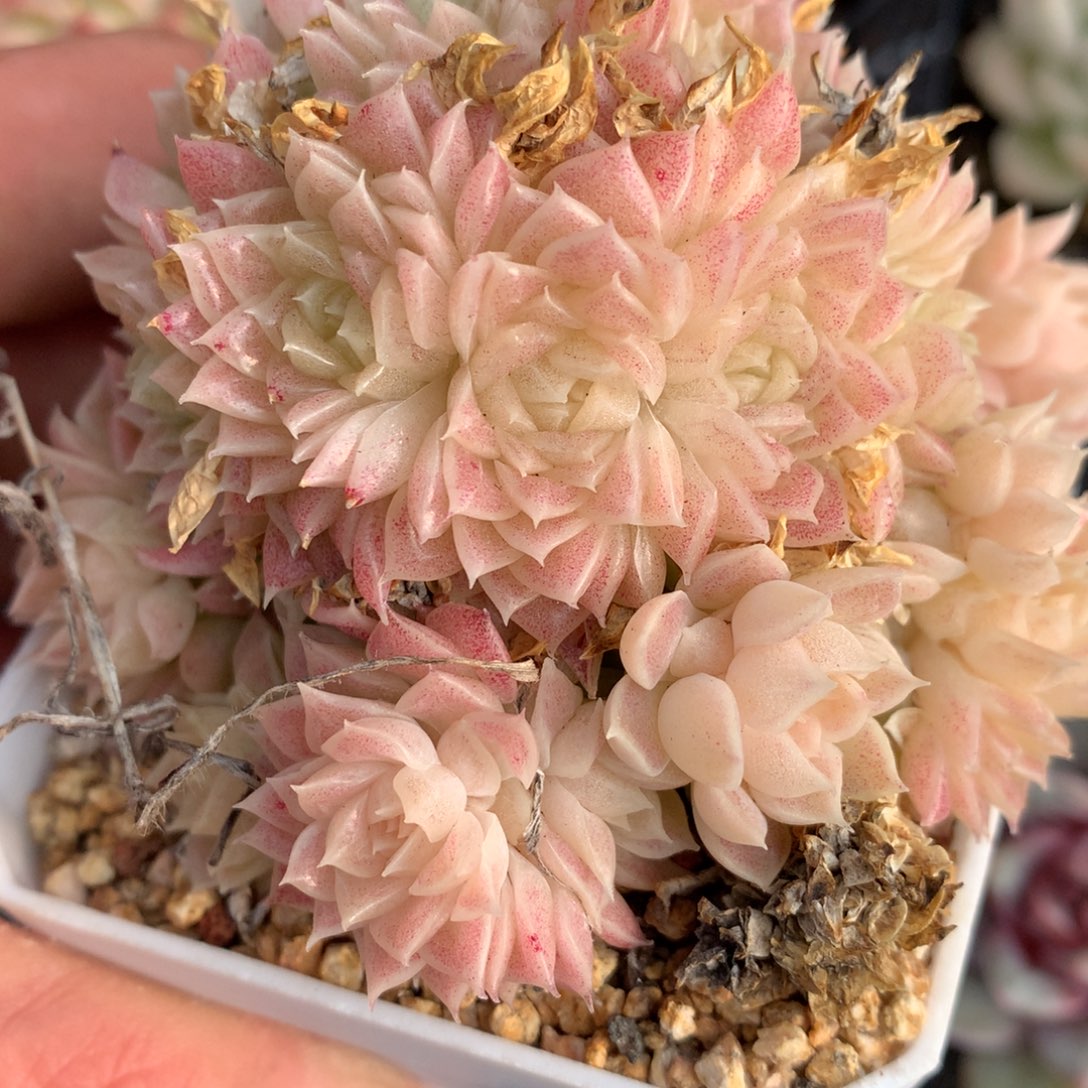 0131-52 麦杆优选