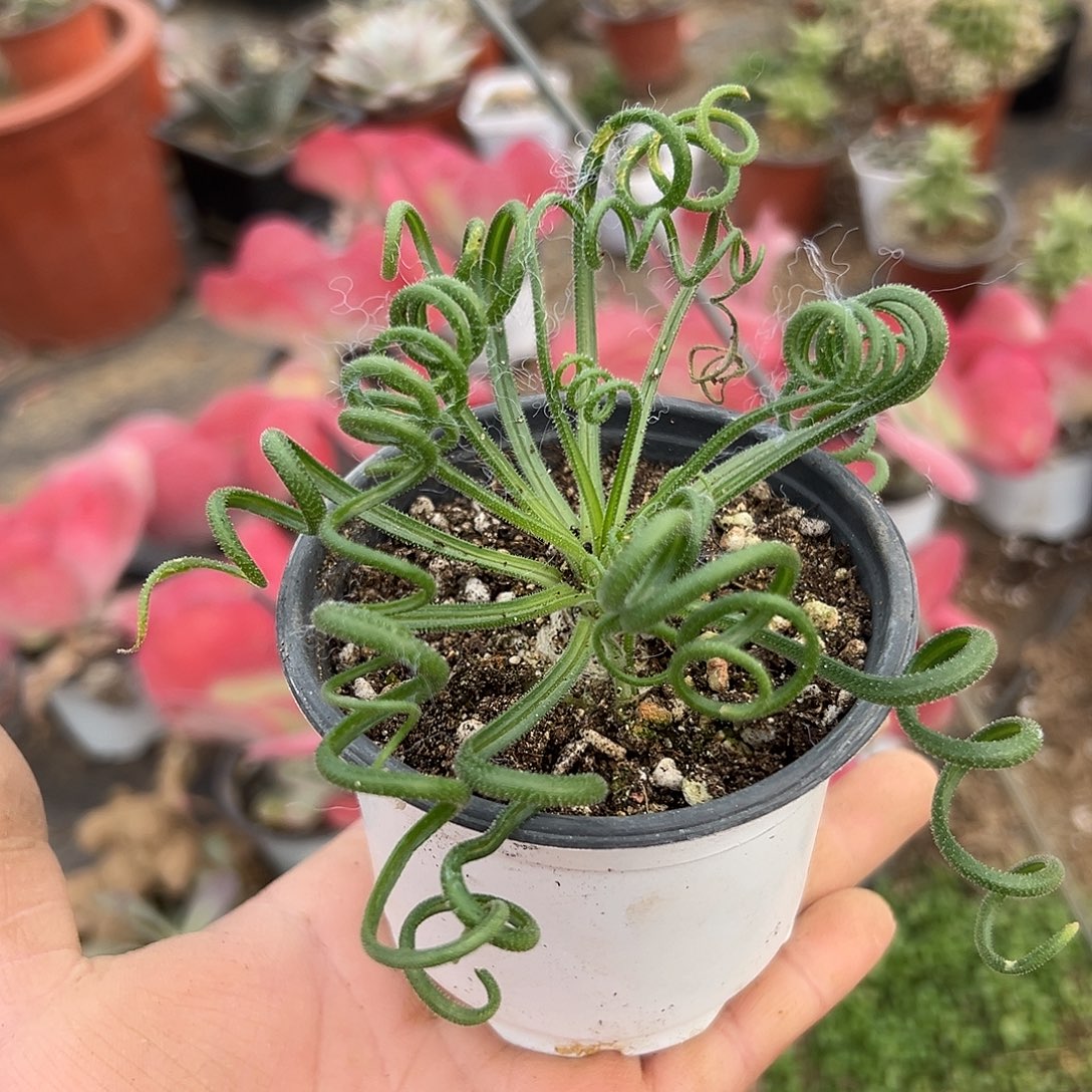 多肉植物毛叶弹簧草