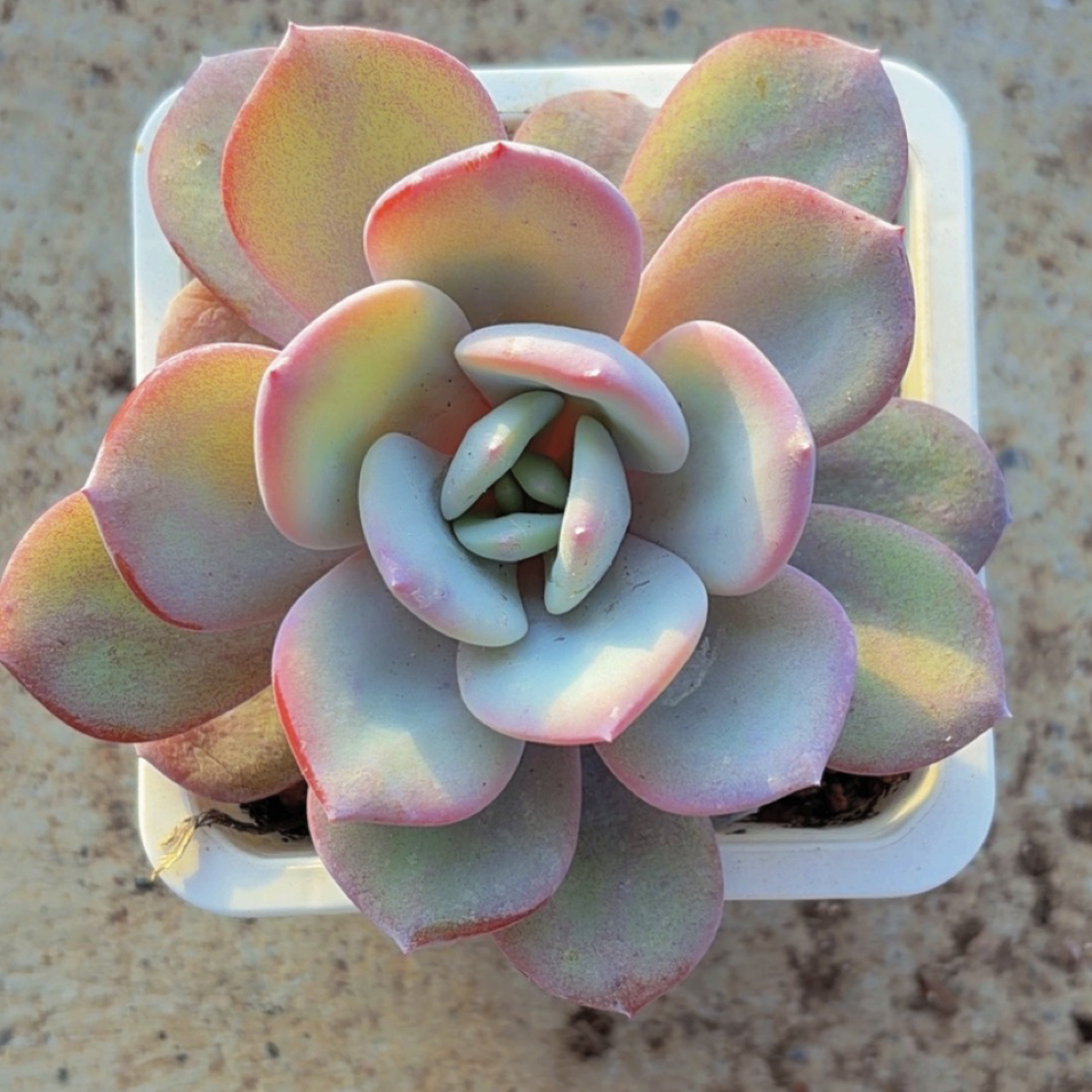 多肉十方奶茶（满12.9包邮）脱土发