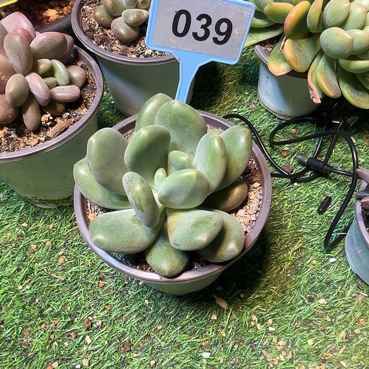 多肉植物x系美人039