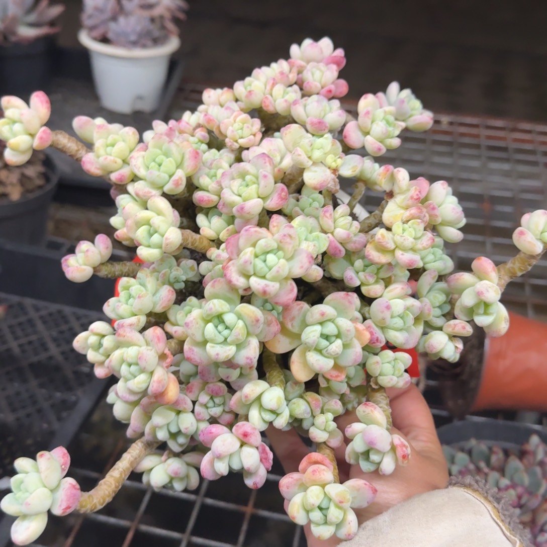 劳尔整装整群老桩