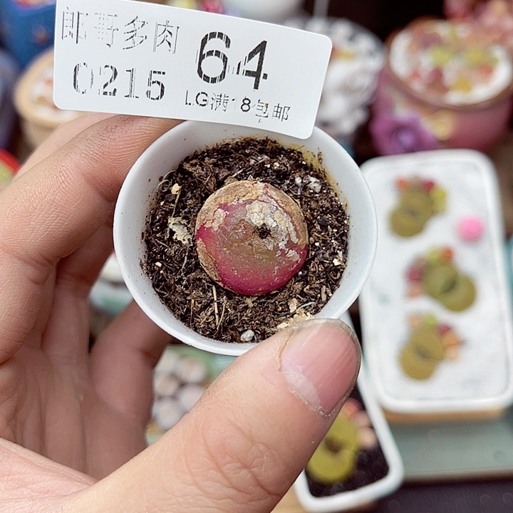 郎哥多肉生石花15-64